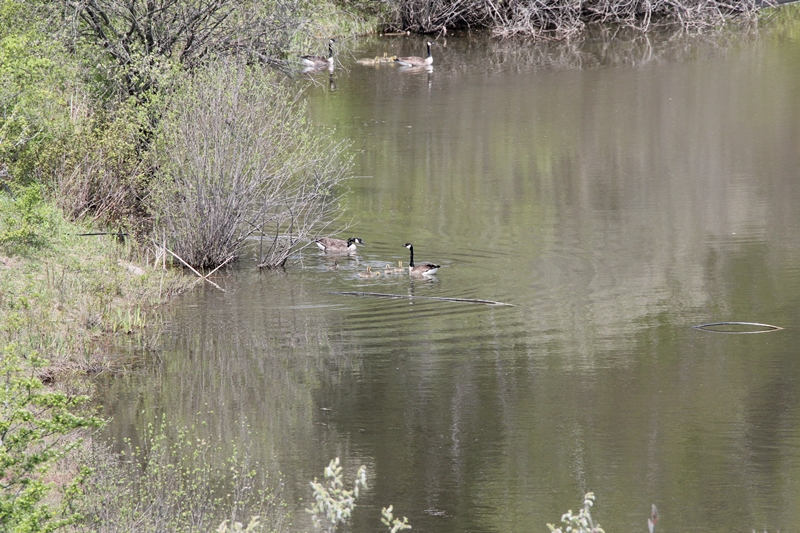 slideshow